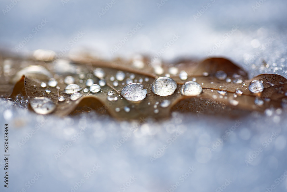 Autumn maple leaf with water droplets in the snowy day for background close up. Frosty fall leaf. Frozen maple leaves on snow background.