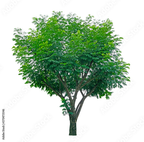 Single tree isolated on white background with clipping path