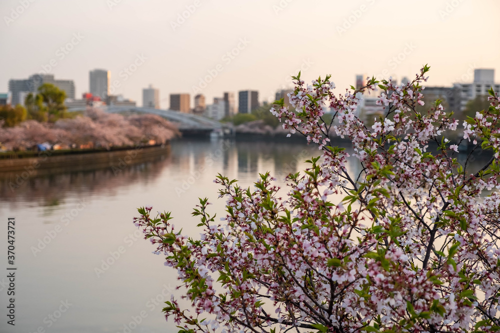 都市の河川と桜の花