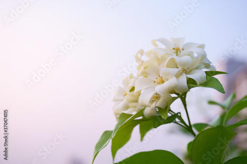 A bunch of white Orange Jessamine blossom in garden