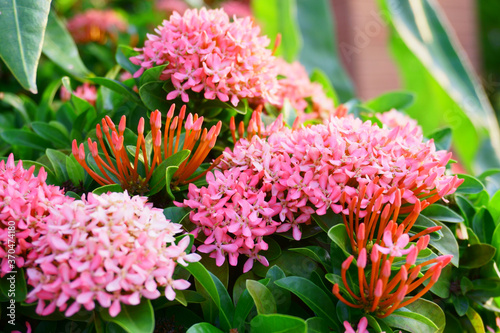  Pink petals of  Ixora flower blossom in garden