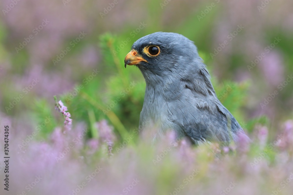 Obraz premium Red-footed falcon sitting on the meadow with violet flowers. Falco vespertinus in the nature habitat.