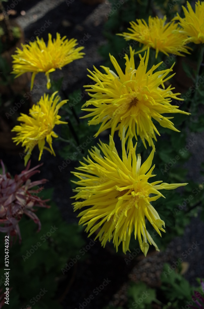 Light Yellow Flower of Chrysanthemum 'Edo Giku' in Full Bloom
Light Yellow Flower of Chrysanthemum 'Edo Giku' in Full Bloom