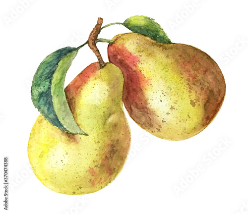 Watercolor pear branch vintage watercolor illustration isolated on a white background © Irina