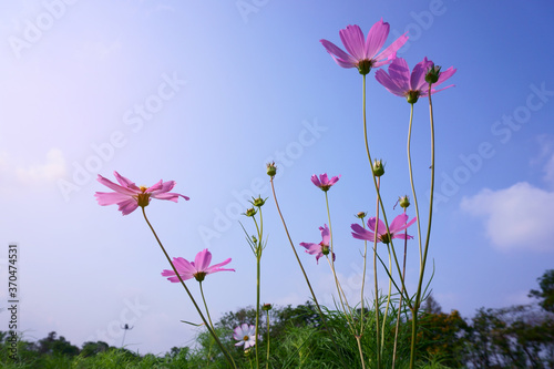 Fototapeta Naklejka Na Ścianę i Meble -  Field of pink Cosmos blooming in a garden under blue sky