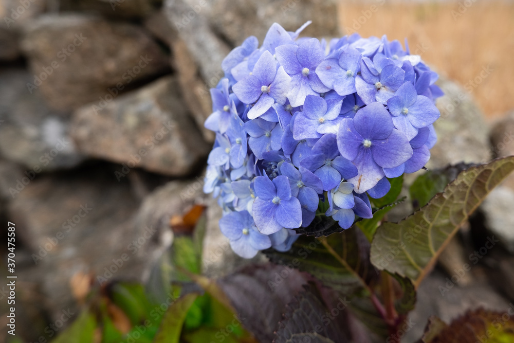 Bright blue Hydrangea macrophylla flowers in summer, close up, old stone wall in background Bright blue Hydrangea macrophylla flowers in summer, close up, old stone wall in background