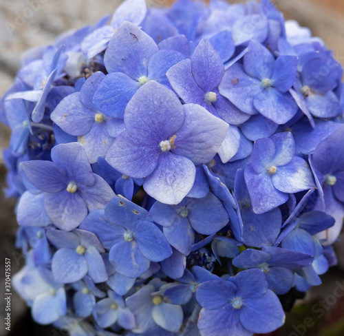 Beautiful bright blue Hydrangea macrophylla flowers in summer, close up, shallow depth of field.