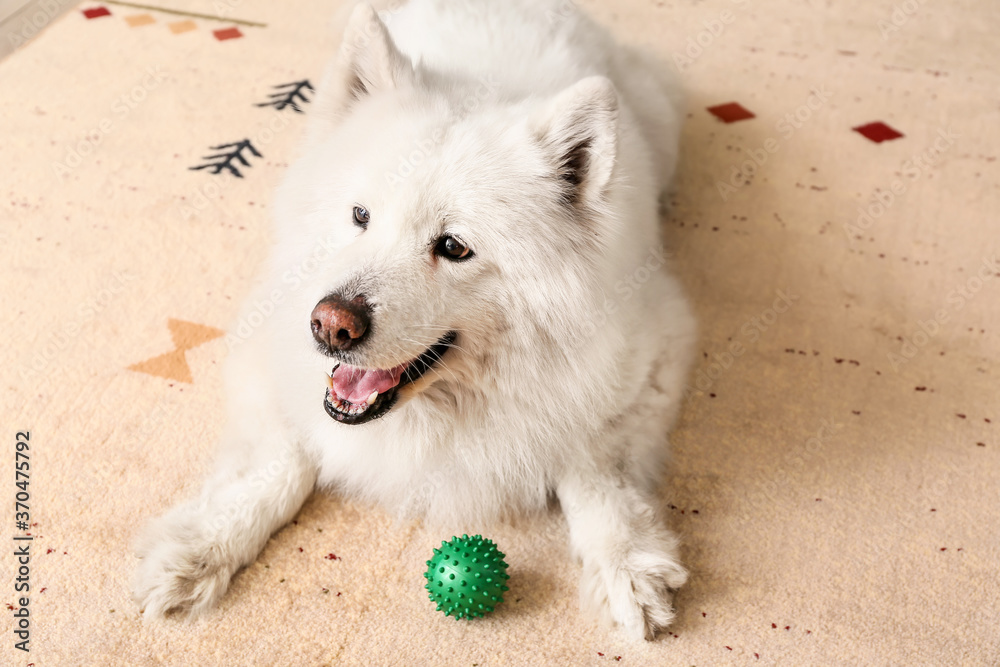 Cute funny dog on soft carpet at home Cute funny dog on soft carpet at home