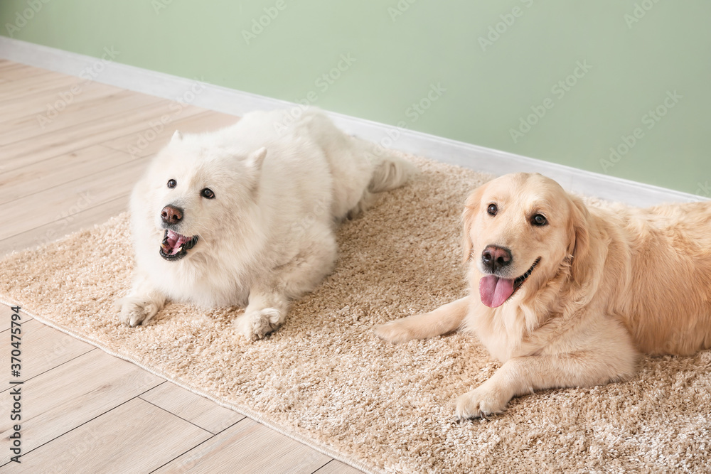Cute funny dogs on soft carpet at home Cute funny dogs on soft carpet at home