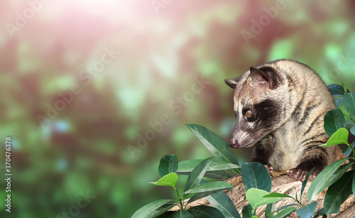 Asian Palm Civet. Produces Kopi luwak photo