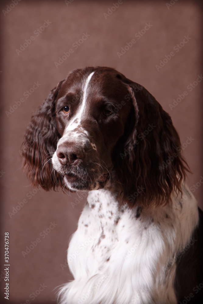 Springer spaniel portrait on a brown background