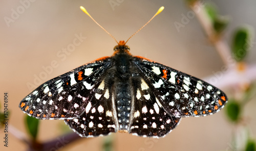 Variable checkerspot butterfly closeup. Santa Clara County, California, USA. photo