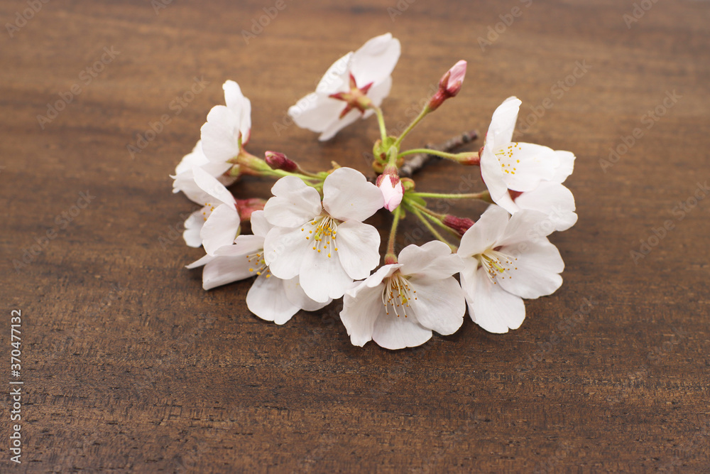 cherry blossom on wooden background cherry blossom on wooden background