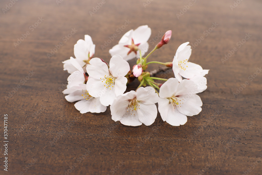 cherry blossom on wooden background cherry blossom on wooden background