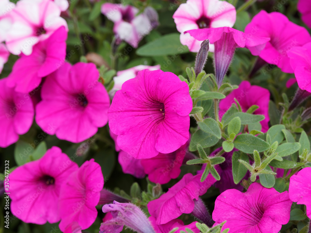 Petunia x 'Surfinia' - Surfinia, Drooping hybrid Petunia with single flowers bright pink color