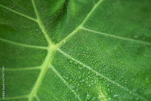 Droplet of water from raindrops on green giant Elephant ear plant's leaf