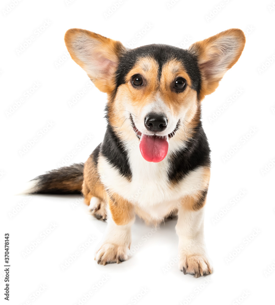 Cute corgi dog on white background