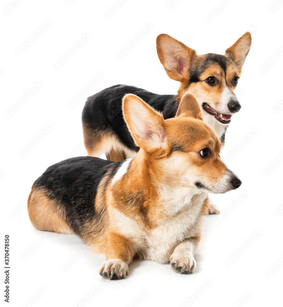 Cute corgi dogs on white background Cute corgi dogs on white background