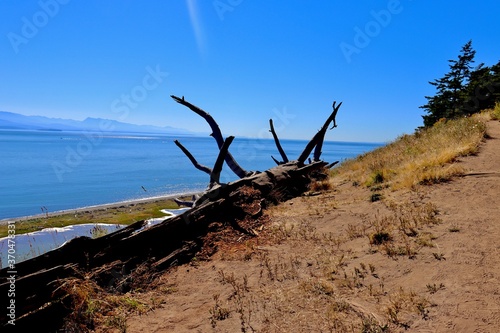 dead tree on the beach