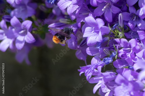 bumblebee in flight in front of bellflowers