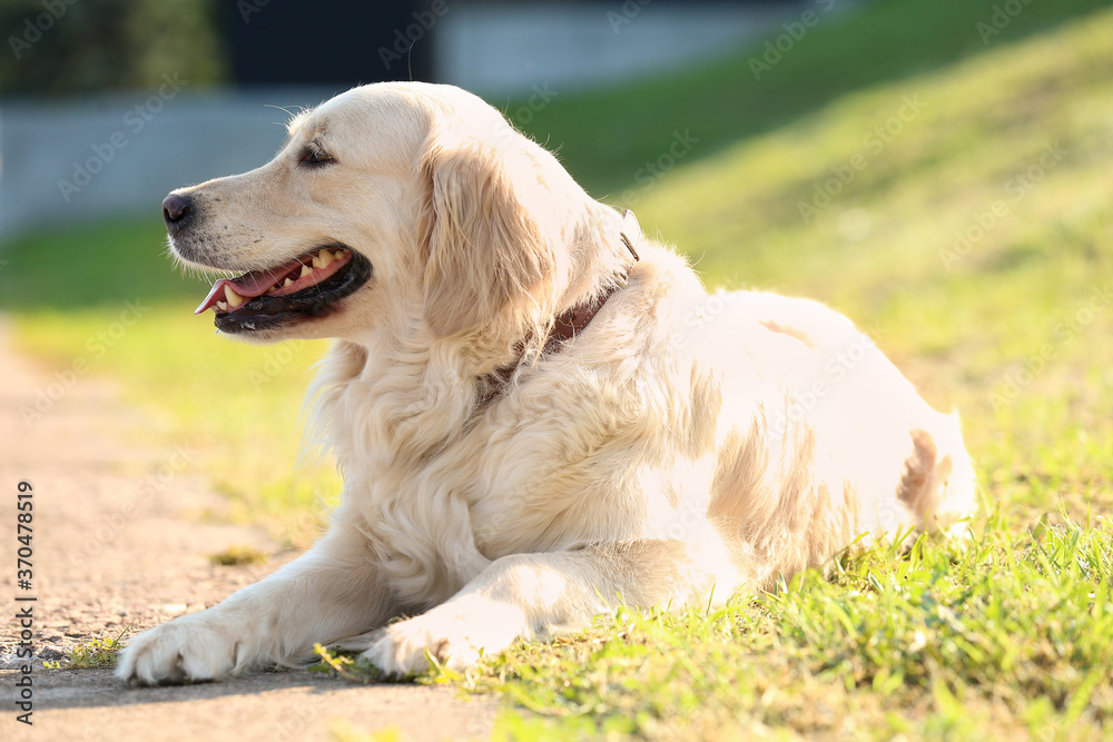 Cute Labrador dog resting in park Cute Labrador dog resting in park