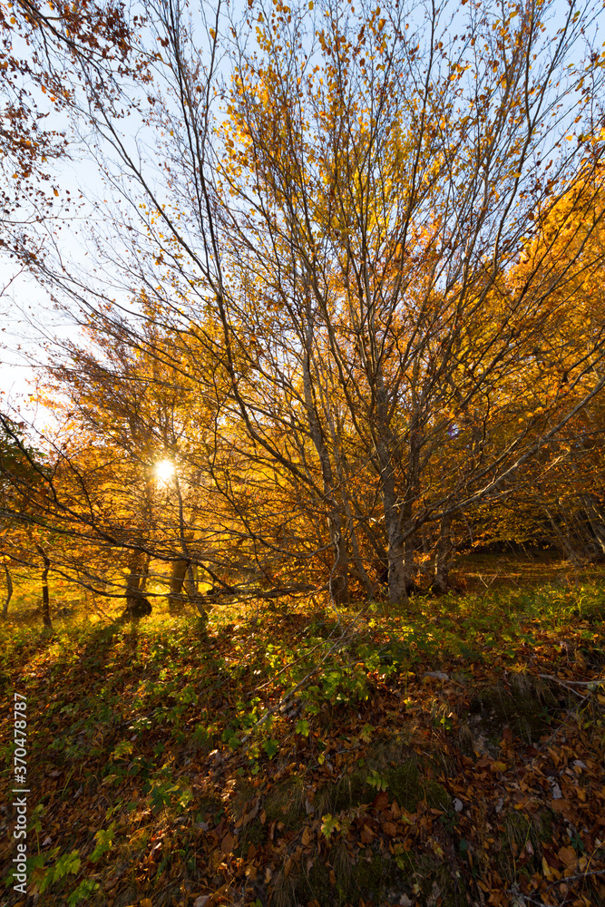 Backlight of a beech wood with beautiful fall colors Backlight of a beech wood with beautiful fall colors