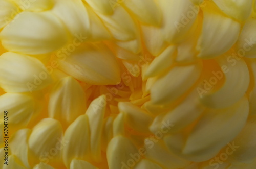 Light Yellow Flower Center of Chrysanthemum  Atsumono  in Full Bloom 