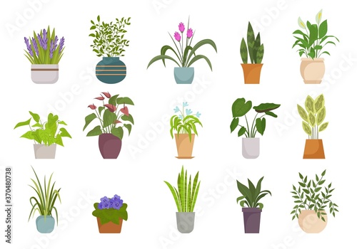 Houseplants in pots set. Botanical collection with colorful flowers leaves natural decorative design tropical thickets diverse natural form home and office interiors. Vector floristic.