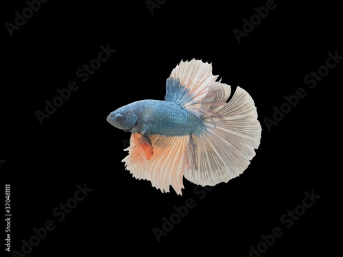 view of siamese fighting betta fish diving in glass fish tank isolated on black background.
