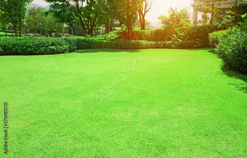 Green grass lawn with bush and tree in outdoor backyard garden photo
