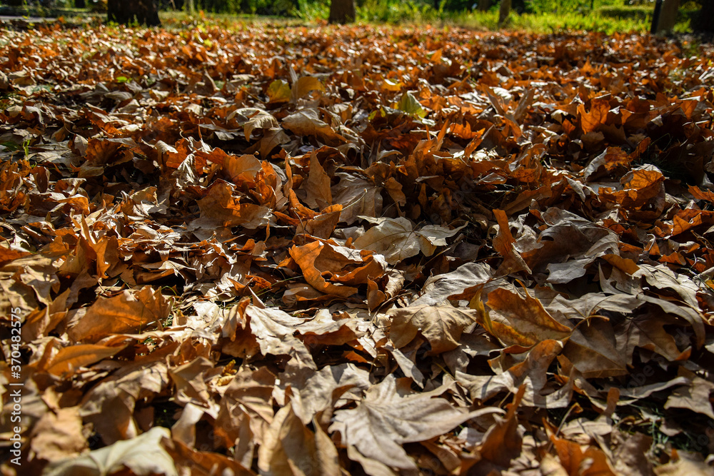 Fallen dry plane tree leaves in Autumn. Background texture. Selective focus.