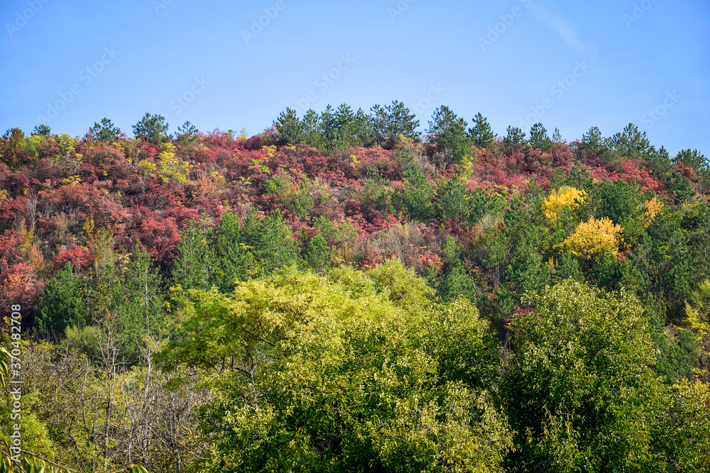 Naklejka premium Picturesque view of hill slope covered with multicolored trees against blue sky in autumn day . Colorful landscape.