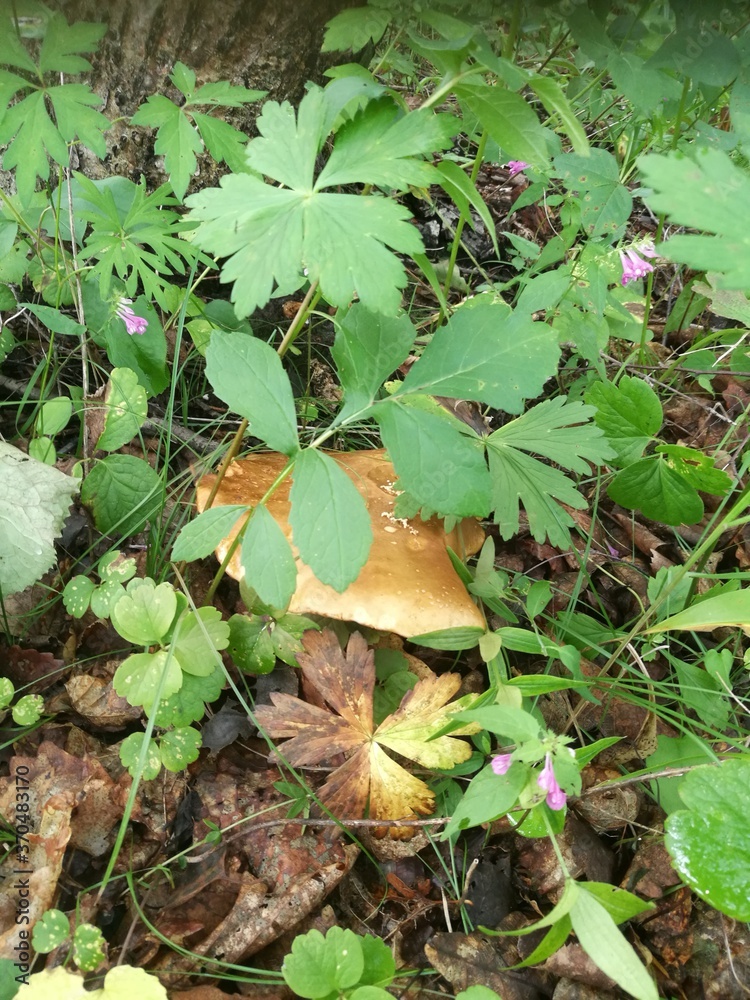 mushroom in the forest mushroom in the forest