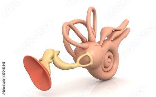 3D illustration of inner ear . Cochlea in color background
