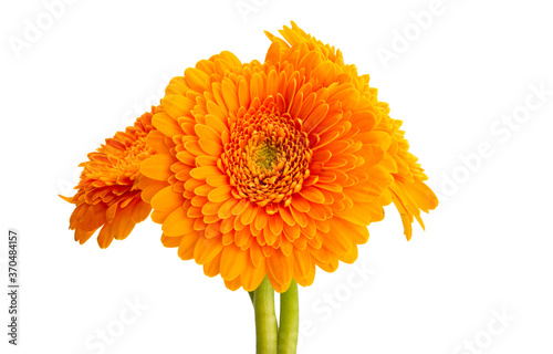 gerbera pomponi isolated photo