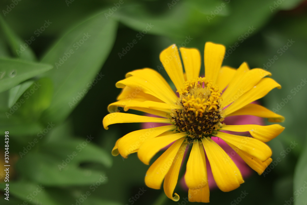 Obraz premium Yellow zinnia flower with natural green bokeh leaves flowers bouquet background in the morning spring time, the botanical garden, plants of the sunflower tribe within the daisy family Selective focus.