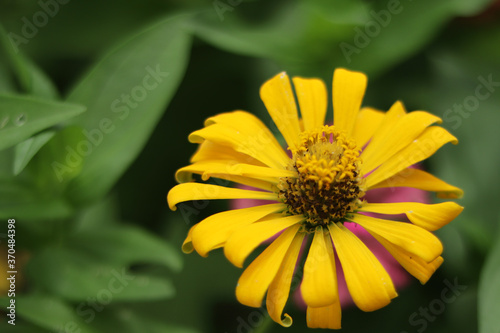 Yellow zinnia flower with natural green bokeh leaves flowers bouquet background in the morning spring time  the botanical garden  plants of the sunflower tribe within the daisy family Selective focus.