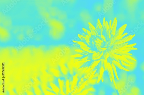 Yellow aquamarine floral background  dahlia flowers. Copy space