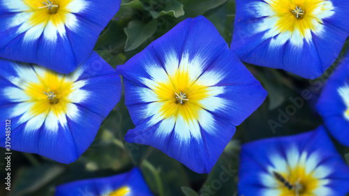 Convolvulus Tricolor flower also known as morning glory or bindweed, close - up view