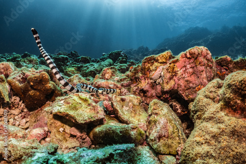Fototapeta Naklejka Na Ścianę i Meble -  Sea snake sea krait swimming on coral reef