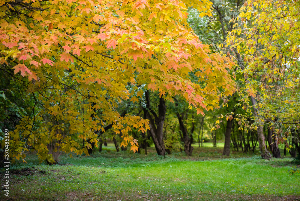 Calm Autumn landscape. Green glade surrounded with trees with red , yellow, orange foliage. Place for meditation. Wallpaper. Copy space Calm Autumn landscape. Green glade surrounded with trees with red , yellow, orange foliage. Place for meditation. Wallpaper. Copy space