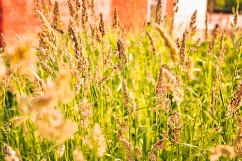 Phalaris arundinacea or canary cane herb. Field in the rays of the summer sunset