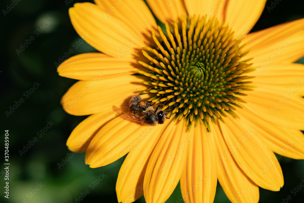 Flowers of Echinacea - an herb stimulating the immune system Flowers of Echinacea - an herb stimulating the immune system