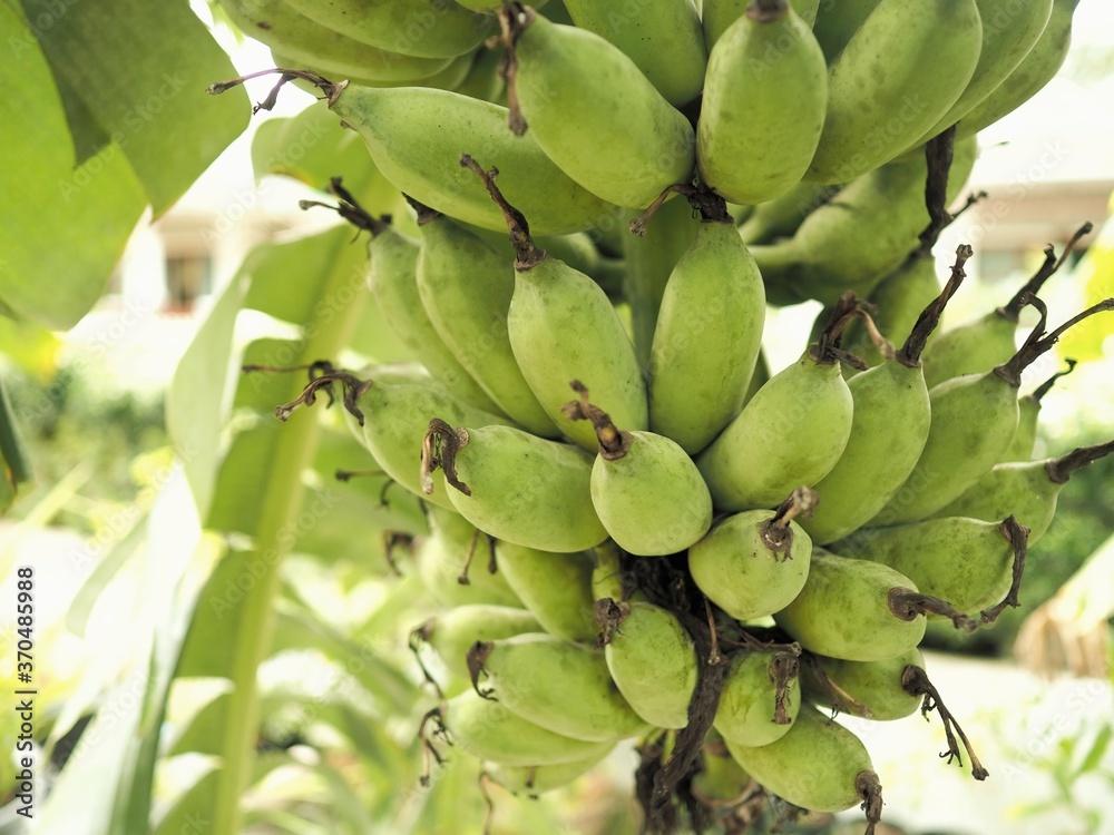 Cultivated banana. Thai Fruits.
Raw bananas. Cultivated banana. Thai Fruits.
Raw bananas.