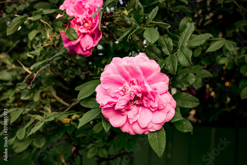 Garden pink rose on a bush. Beautiful bud