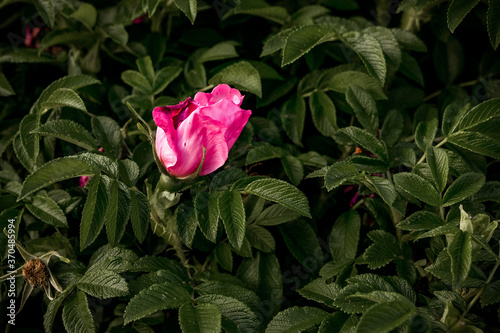 Beautiful pink rosehip bud flower among the leaves. Foliage and flower