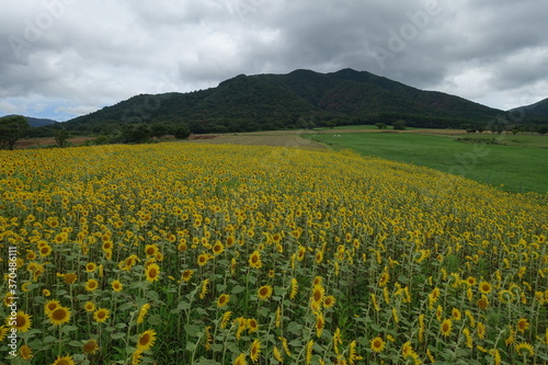 日本の岡山県の蒜山高原のヒマワリ畑