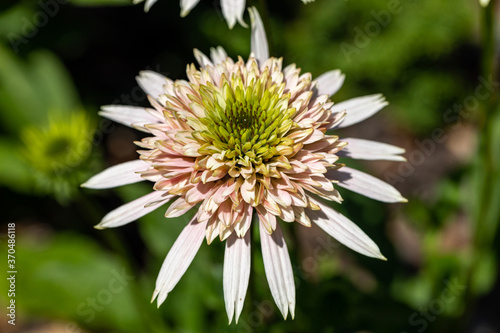 Flowers of  Echinacea - an herb stimulating the immune system