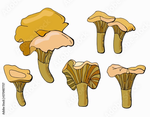 Set of hand drawn chanterelle mushrooms. White background, isolator. Stock illustration.