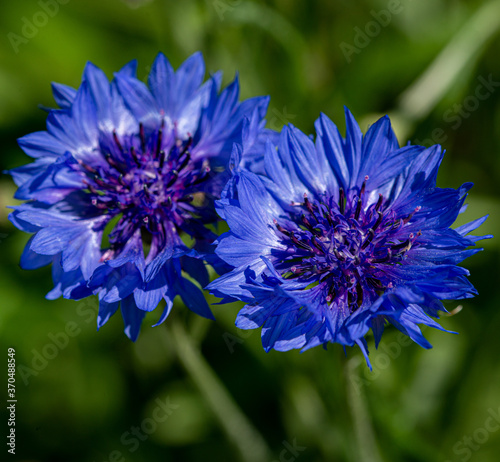 Beautiful Bright Colored Summer Flowers